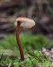 lžičkovec šiškovitý (Houby), Auriscalpium vulgare (Fungi)